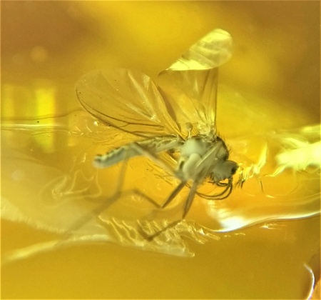 AAM0010 Янтарь с многочисленными инклюзами «Микромир». 2 комара, муха, 6(!) клещей в шикарном камне.