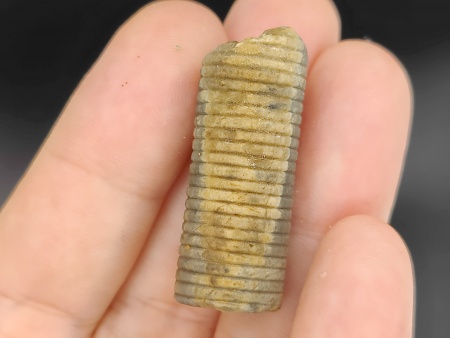 AAM0034 Криноидея. Окаменелость. Морская лилия 