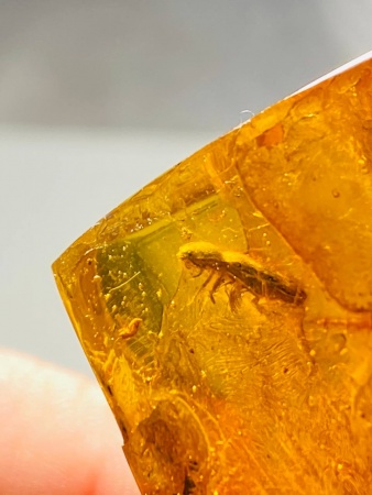 AAM0008 Янтарь с многочисленными инклюзами «Зоопарк». Вес камня 72 грамма!