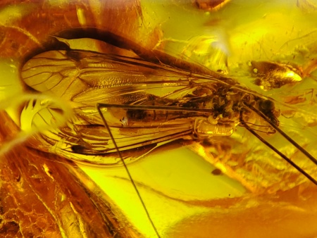 AAM0021 Эксклюзивный янтарь с музейным инклюзом «Москито». Гигантский комар-долгоножка. 3 см.