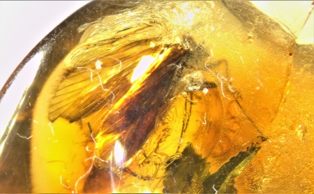AAM0009 Янтарь с многочисленными инклюзами «Каждой твари по паре». 2 ручейника, 2 паука, 4 двукрылых, клещ, отпечаток гигантского таракана(?)  в большом красивом камне.