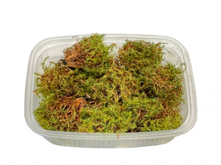 3063/5 Кусты лето, микс.8шт.  (еловые)