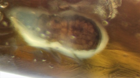 AAM0009 Янтарь с многочисленными инклюзами «Каждой твари по паре». 2 ручейника, 2 паука, 4 двукрылых, клещ, отпечаток гигантского таракана(?)  в большом красивом камне.