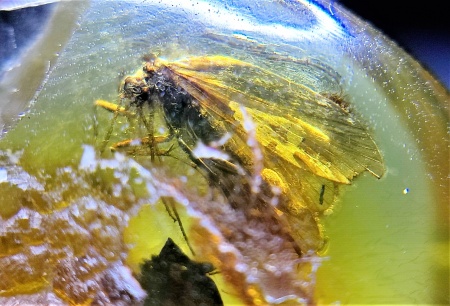 AAM0009 Янтарь с многочисленными инклюзами «Каждой твари по паре». 2 ручейника, 2 паука, 4 двукрылых, клещ, отпечаток гигантского таракана(?)  в большом красивом камне.