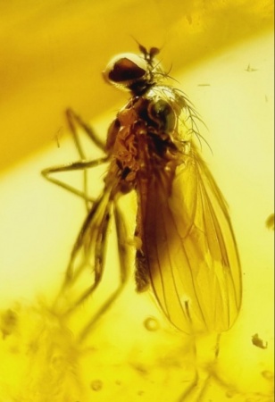 AAM0025 Янтарь с инклюзом Коллекция на ладони