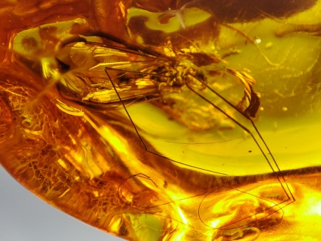 AAM0021 Эксклюзивный янтарь с музейным инклюзом «Москито». Гигантский комар-долгоножка. 3 см.