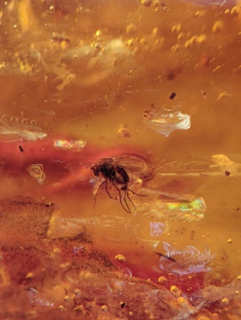 AAM0012 Янтарь с многочисленными инклюзами Охотничье угодье. 43 грамма! 