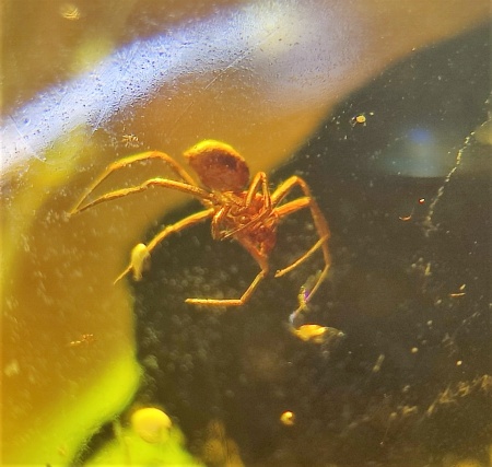 AAM0009 Янтарь с многочисленными инклюзами «Каждой твари по паре». 2 ручейника, 2 паука, 4 двукрылых, клещ, отпечаток гигантского таракана(?)  в большом красивом камне.