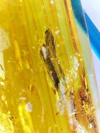 AAM0019 Янтарь с инклюзом "Два листика"