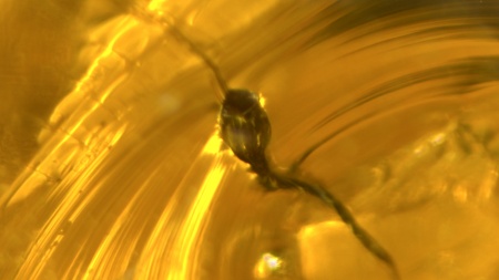 AAM0013 Янтарь с инклюзом «У ручья». Вес 14 грамм, 2 ручейника, 4 комара, тля, колемболла и бутон цветка! 