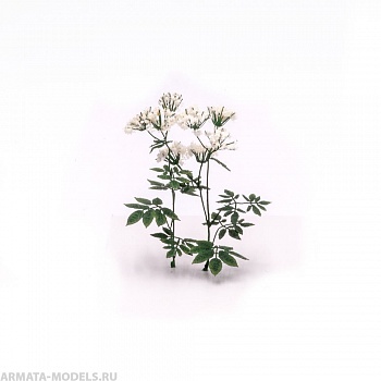 S204MWP Сныть цветущая, размер L