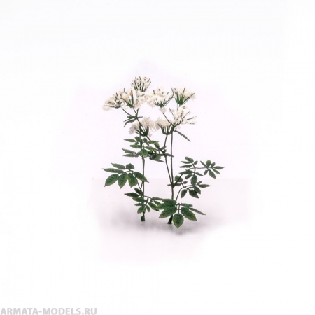 S204MWP Сныть цветущая, размер L