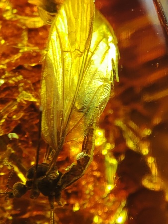 AAM0018 Янтарь с инклюзом Macrochile baltica «Луна и Солнце»