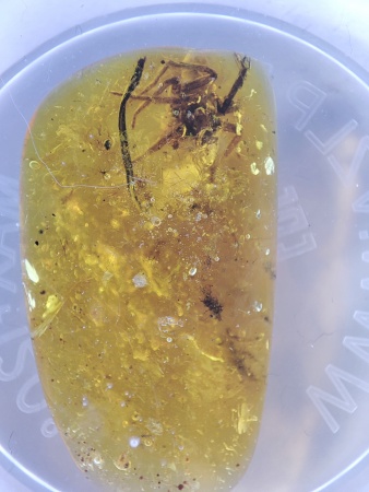 AAM0017 Янтарь с инклюзом «Тройная редкость»