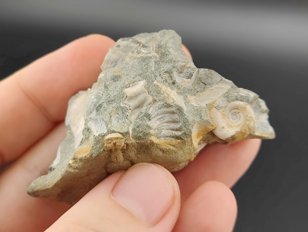 AAM0024 Аммониты и меловая живность на породе малая