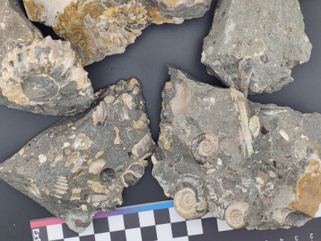 AAM0023 Аммониты и меловая живность на породе большая