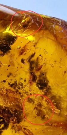 AAM0007 Янтарь с многочисленными инклюзами «Паучье логово». 6 пауков и другие насекомые в большом красивом камне.