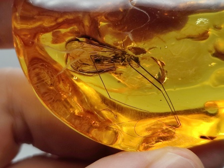 AAM0021 Эксклюзивный янтарь с музейным инклюзом «Москито». Гигантский комар-долгоножка. 3 см.