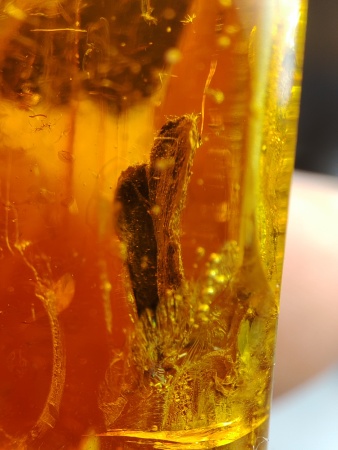 AAM0019 Янтарь с инклюзом "Два листика"