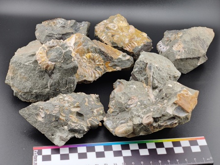 AAM0023 Аммониты и меловая живность на породе большая