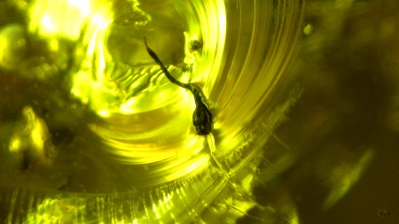 AAM0013 Янтарь с инклюзом «У ручья». Вес 14 грамм, 2 ручейника, 4 комара, тля, колемболла и бутон цветка! 