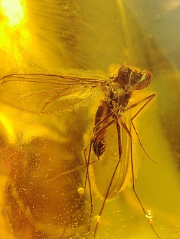 AAM0015 Янтарь с многочисленными инклюзами  «Муха Зеленуха»