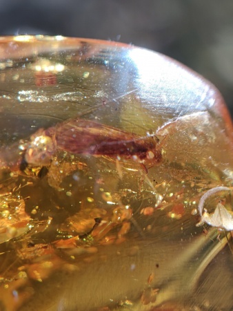 AAM0013 Янтарь с инклюзом «У ручья». Вес 14 грамм, 2 ручейника, 4 комара, тля, колемболла и бутон цветка! 