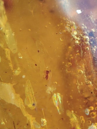 AAM0012 Янтарь с многочисленными инклюзами Охотничье угодье. 43 грамма! 