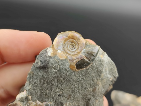 AAM0024 Аммониты и меловая живность на породе малая