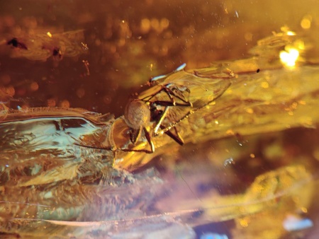 AAM0012 Янтарь с многочисленными инклюзами Охотничье угодье. 43 грамма! 