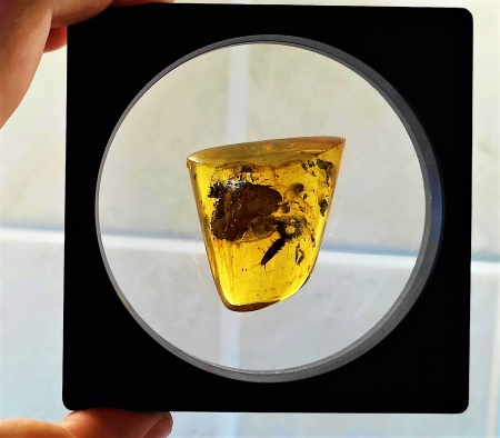 AAM0011 Янтарь с инклюзом «Серебряная рыбка». Очень редкая и очень крупная Чешуйница из отряда Щетинохво́сток (Zygentoma)