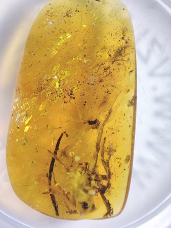 AAM0017 Янтарь с инклюзом «Тройная редкость»