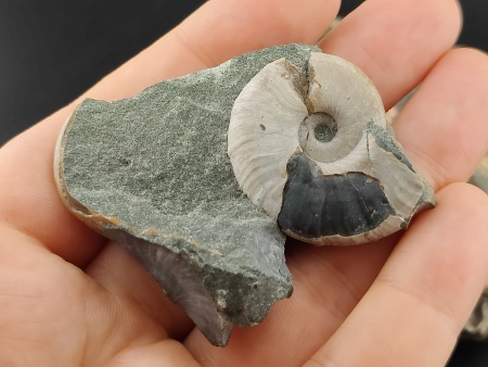 AAM0024 Аммониты и меловая живность на породе малая