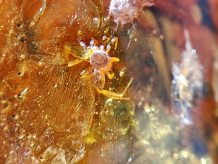 AAM0008 Янтарь с многочисленными инклюзами «Зоопарк». Вес камня 72 грамма!