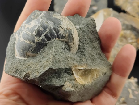 AAM0023 Аммониты и меловая живность на породе большая