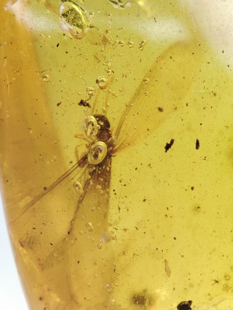 AAM0016 Янтарь с инклюзами «Термит»