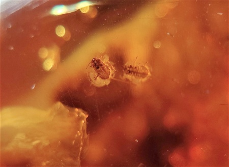 AAM0007 Янтарь с многочисленными инклюзами «Паучье логово». 6 пауков и другие насекомые в большом красивом камне.