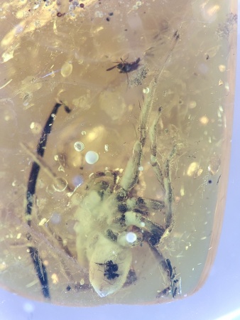 AAM0017 Янтарь с инклюзом «Тройная редкость»