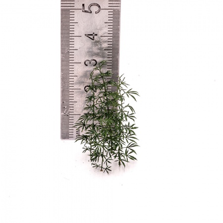 S269MWP Конопля, размер M