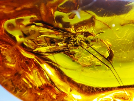 AAM0021 Эксклюзивный янтарь с музейным инклюзом «Москито». Гигантский комар-долгоножка. 3 см.