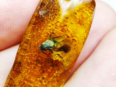 AAM0025 Янтарь с инклюзом Коллекция на ладони