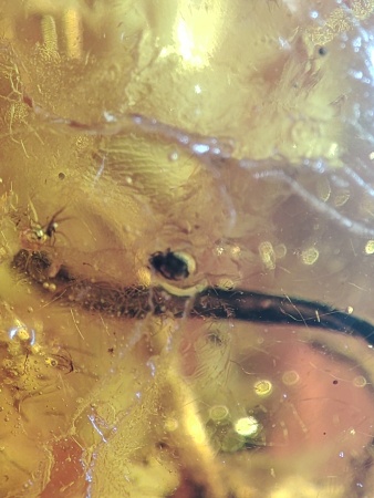 AAM0017 Янтарь с инклюзом «Тройная редкость»