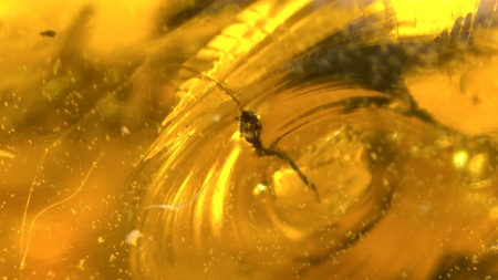 AAM0013 Янтарь с инклюзом «У ручья». Вес 14 грамм, 2 ручейника, 4 комара, тля, колемболла и бутон цветка! 