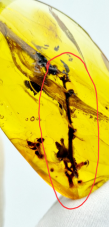 AAM0027 Янтарь с инклюзом