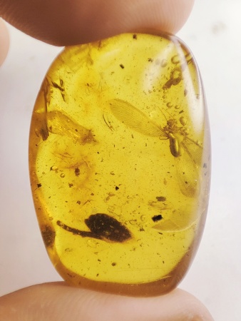 AAM0016 Янтарь с инклюзами «Термит»