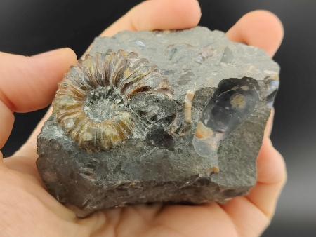 AAM0023 Аммониты и меловая живность на породе большая