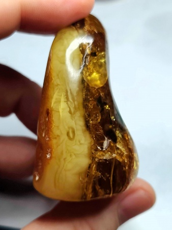 AAM0018 Янтарь с инклюзом Macrochile baltica «Луна и Солнце»