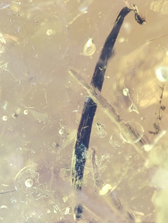 AAM0017 Янтарь с инклюзом «Тройная редкость»