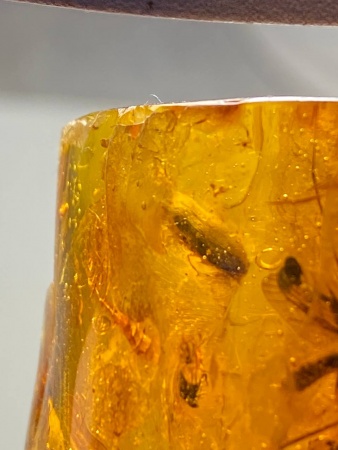 AAM0008 Янтарь с многочисленными инклюзами «Зоопарк». Вес камня 72 грамма!