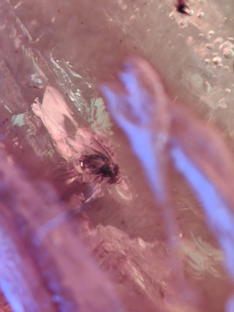 AAM0012 Янтарь с многочисленными инклюзами Охотничье угодье. 43 грамма! 